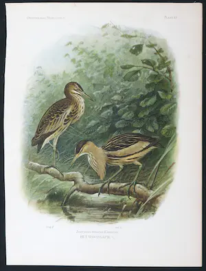 Eduard Daniël van Oort - Chromolitho, Lot van vier voorstellingen uit 'De Vogels van Nederland' kopen? Bied vanaf 1!