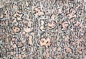 Jan Wolkers - Winterbeelden V, zeefdruk + foto + gedicht + gratis verzending ! verkocht voor € 250!