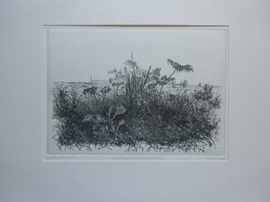 Willem Minderman - WILDE PLANTEN EN KASTEEL kopen? Bied vanaf 60!