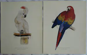 Edward Lear - Portfolio met 12 prenten van Papegaaien en Parkieten - 1990 kopen? Bied vanaf 10!