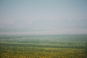 Elmar Gille - zomers landschap - kleurets - oplage 45 kopen? Bied vanaf 45!
