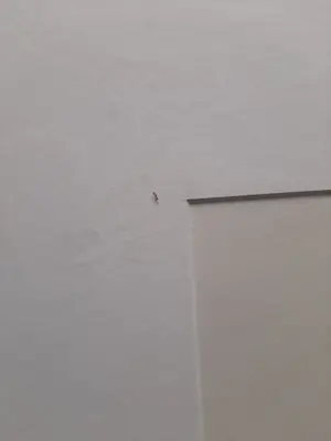 Ortho Owen - Zeefdruk, titel, "Smach". kopen? Bied vanaf 40!