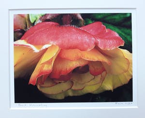 Bert Houweling - Roos in verval kopen? Bied vanaf 10!