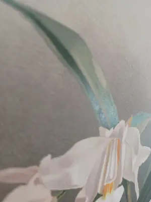 Henry George Moon - Originele Chromolithografie ‘Reichenbachia’ 1888 kopen? Bied vanaf 85!