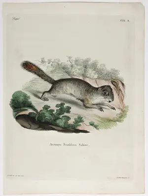 Thomas Landseer - en I.C. Bock - Twee handgekleurde etsen van eekhoorns kopen? Bied vanaf 1!