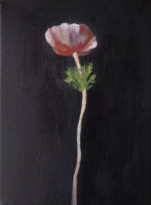 Irene van den Bos - Anemoon kopen? Bied vanaf 70!