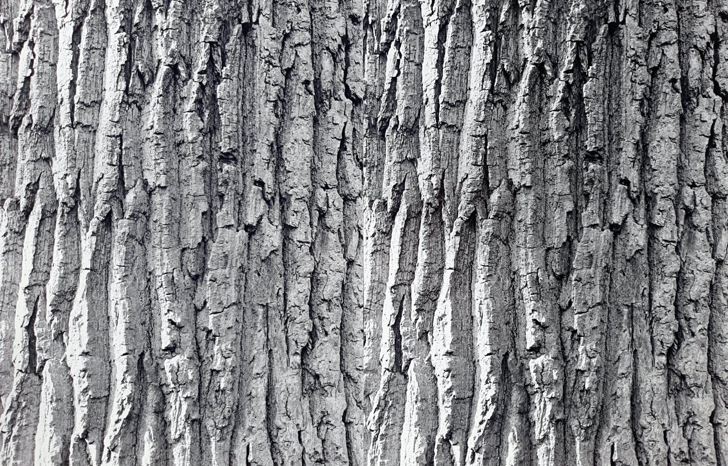 Norbert Buchsbaum (1925-1998)