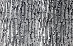 Norbert Buchsbaum - Apeldoorn, near ‘t Loo, gelatinezilverdruk (groot) kopen? Bied vanaf 1!