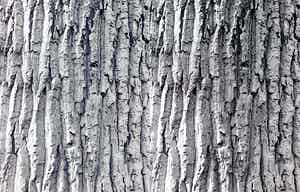 Norbert Buchsbaum - Apeldoorn, near ‘t Loo, gelatinezilverdruk (groot) verkocht voor € 1!