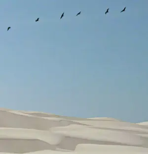 Mr. Strange - Politique de l'Autruche kopen? Bied vanaf 85!