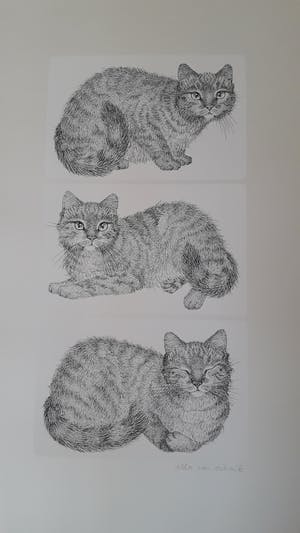 Ella van Schaik - Drie katten kopen? Bied vanaf 45!