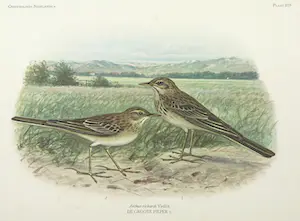 Eduard Daniël van Oort - Chromolitho, Lot van vier voorstellingen uit 'De Vogels van Nederland' kopen? Bied vanaf 1!