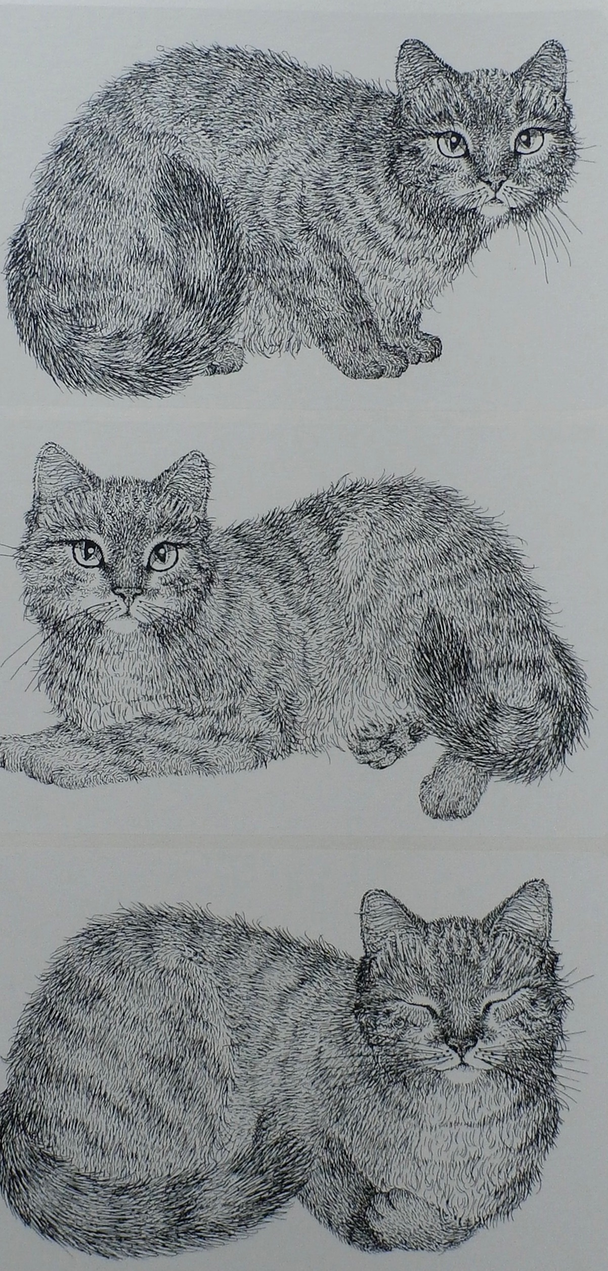 Ella van Schaik - zeefdruk: poes (3 afbeeldingen) verkocht voor € 45!