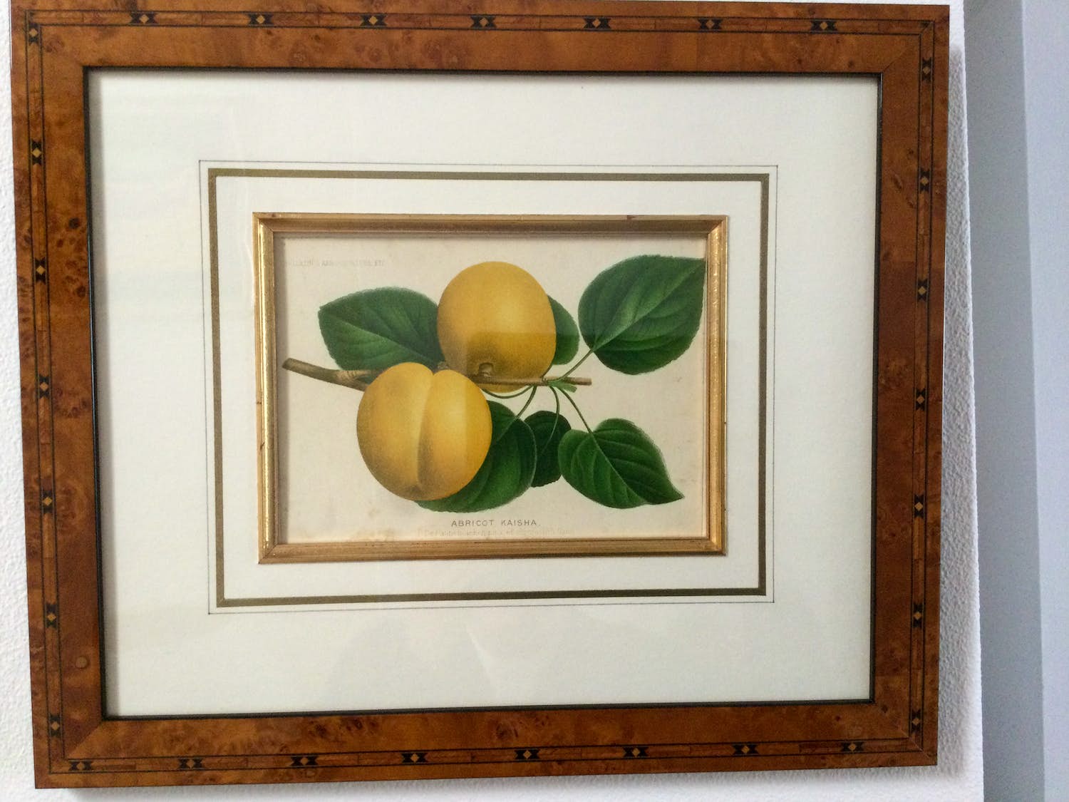 Pierre Joseph de Pannemaeker - Abricot Kaisha kopen? Bied vanaf 150!