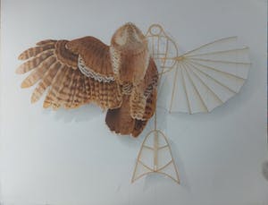 Ernst Hanke - uil/vlieger kopen? Bied vanaf 25!