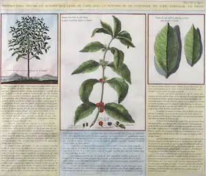 Niet of onleesbaar gesigneerd - Kopergravure, Figure, et Qualite de L' Arbre du Café - Ingelijst kopen? Bied vanaf 1!