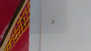 Ingo Leth - Molen kopen? Bied vanaf 20!