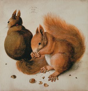 Albrecht Durer - Twee eekhoorns (op handgeschept papier) kopen? Bied vanaf 1!