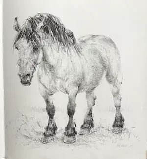 Piet Klaasse - Paarden, proefdruk offsetlitho, 2-zijdig bedrukt, gesigneerd in druk kopen? Bied vanaf 50!