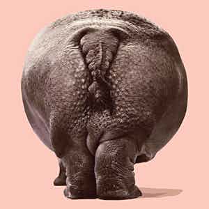 Mr. Strange - HIPPOPOTOMUS verkocht voor € 55!