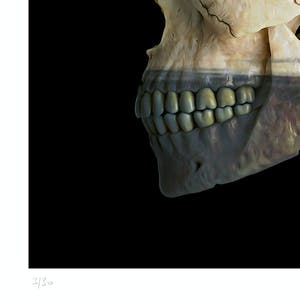 Mr. Strange - Netherlands Skull kopen? Bied vanaf 35!