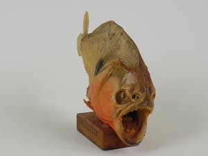 Curiosa - Piranha uit Venezuela kopen? Bied vanaf 1!