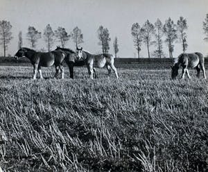 Buy Cas Oorthuys - Zeeuws Vlaanderen - originele foto op bariet-fotopapier - 21473? Bid from 60!