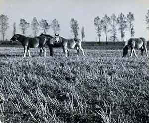 Cas Oorthuys - Zeeuws Vlaanderen - originele foto op bariet-fotopapier - 21473 verkocht voor € 60!