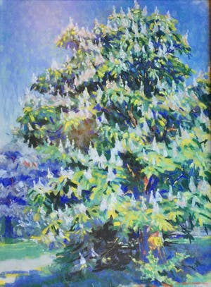 Pal Bor - C3427-7, Kastanjeboom kopen? Bied vanaf 200!