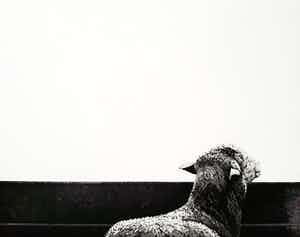 Rene Polak - Schaap, aquatint ets verkocht voor € 45!