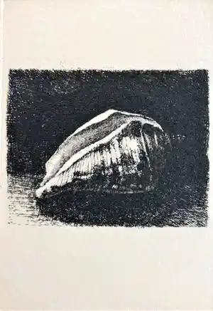 Simon Koene - Schelpje verkocht voor € 35!