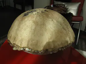 Iet Cool-Schoorl - Keramieke zwam kopen? Bied vanaf 90!