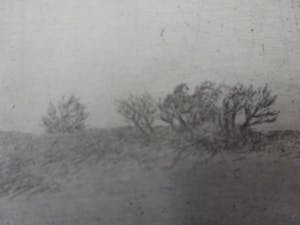 Maarten Langbroek - Boom in de duinen kopen? Bied vanaf 1!