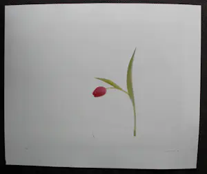 Jean Ruiter - Foto: tulp kopen? Bied vanaf 75!