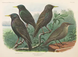 Eduard Daniël van Oort - Chromolitho, Lot van vier voorstellingen uit 'De Vogels van Nederland' kopen? Bied vanaf 1!