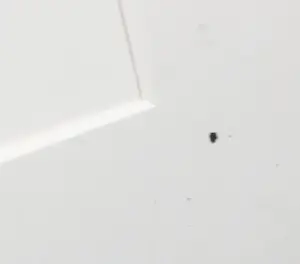 Wil Willemsen - Zeefdruk, Entree - Ingelijst (Groot) kopen? Bied vanaf 1!