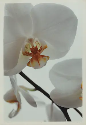 Thomas Florschuetz - Ohne Titel, Orchidee, HC 1/5 UNIEK, handgesigneerd Museaal kopen? Bied vanaf 2500!