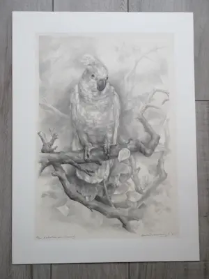 Aart van Dobbenburgh - Kakatoe - Litho kopen? Bied vanaf 50!