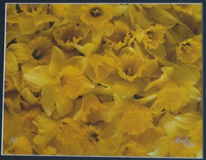 Paul Huf - Foto , Flowers , Bloemen – gesigneerd & ingelijst - 1984 kopen? Bied vanaf 75!