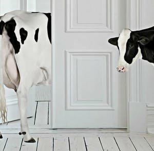 Mr. Strange - Vaches d'appartement kopen? Bied vanaf 50!