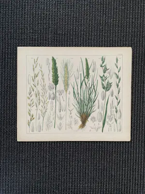 Corneille Antoine Jean Abram Oudemans - Flora van Nederland kopen? Bied vanaf 200!