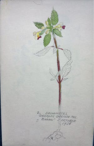 Han Krug - Botanische tekeningen/aquarellen jaren 40/50 kopen? Bied vanaf 45!