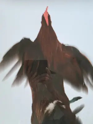 Koen Vanmechelen - Fighter kopen? Bied vanaf 495!