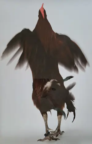 Koen Vanmechelen - Fighter kopen? Bied vanaf 495!