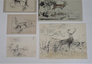 Floris Tiele - 7x diertekening van reeën kopen? Bied vanaf 39!