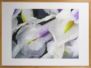 Bert Houweling - Foto, Iris 36 - Ingelijst kopen? Bied vanaf 1!
