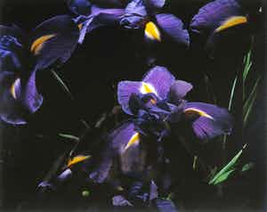 Marie-Jo Lafontaine - Ohne Titel, 1995 verkocht voor € 100!