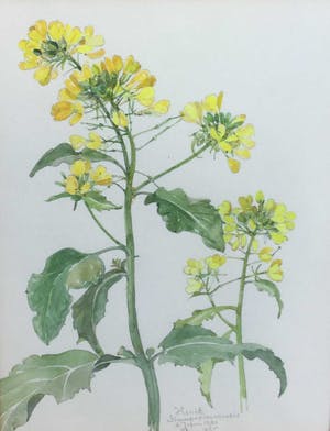 Johan Briede - B1253-3, Herik Sinapsis Arvensis (bloemstudie) kopen? Bied vanaf 195!