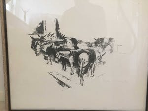 Jan Groenestein - Ezels kopen? Bied vanaf 50!