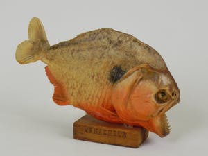 Curiosa - Piranha uit Venezuela kopen? Bied vanaf 1!